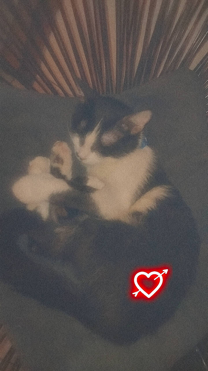 Iris a rejoint le concours — aidez-le/la à gagner de superbes lots ! carmine, carnivore, cat, claw, darkness, domestic_short_haired_cat, felidae, font, fur, logo, paw, photo_caption, small_to_medium_sized_cats, snout, tail, terrestrial_animal, tints_and_shades, whiskers, wood