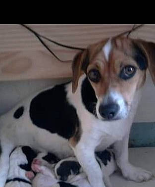 IsabeL participe au concours pour gagner de l'argent avec cette photo : ancient_dog_breeds, beaglier, bored, canidae, carnivore, companion_dog, dog, dog_breed, fawn, irishjacks, non_sporting_group, paw, terrestrial_animal, toy_dog, whiskers, working_animal