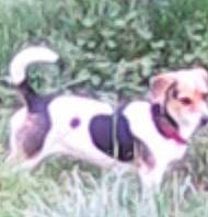 IsabeL a rejoint le concours — aidez-le/la à gagner de superbes lots ! art, canidae, carnivore, companion_dog, dog, dog_breed, dog_clothes, dog_supply, fawn, font, grass, pattern, paw, pet_supply, plant, snout, sporting_group, tail, terrestrial_animal, working_animal