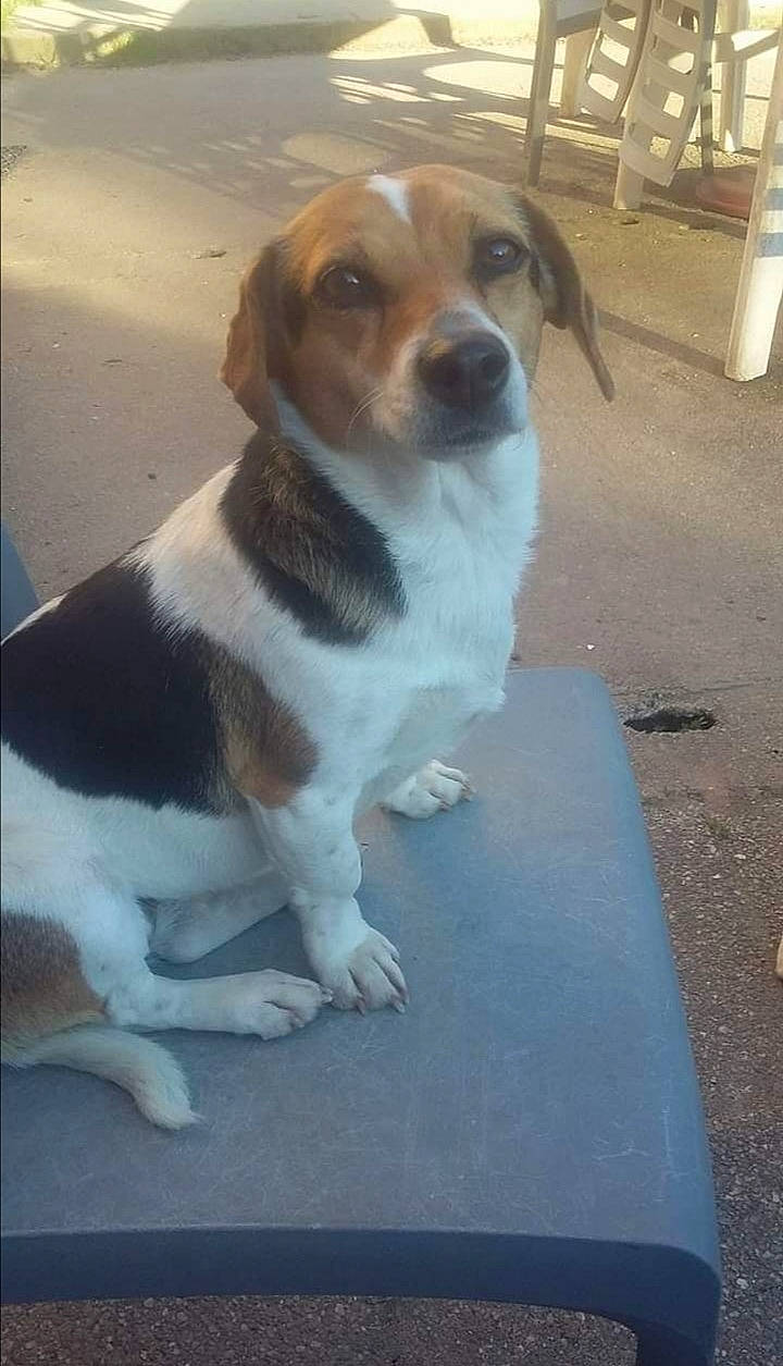 IsabeL participe au concours pour gagner de l'argent avec cette photo : beagle, beagle_harrier, carnivore, collar, companion_dog, dog, dog_breed, door, fawn, hound, irishjacks, road_surface, scent_hound, snout, sporting_group, street_dog, tail, terrier, whiskers, working_dog