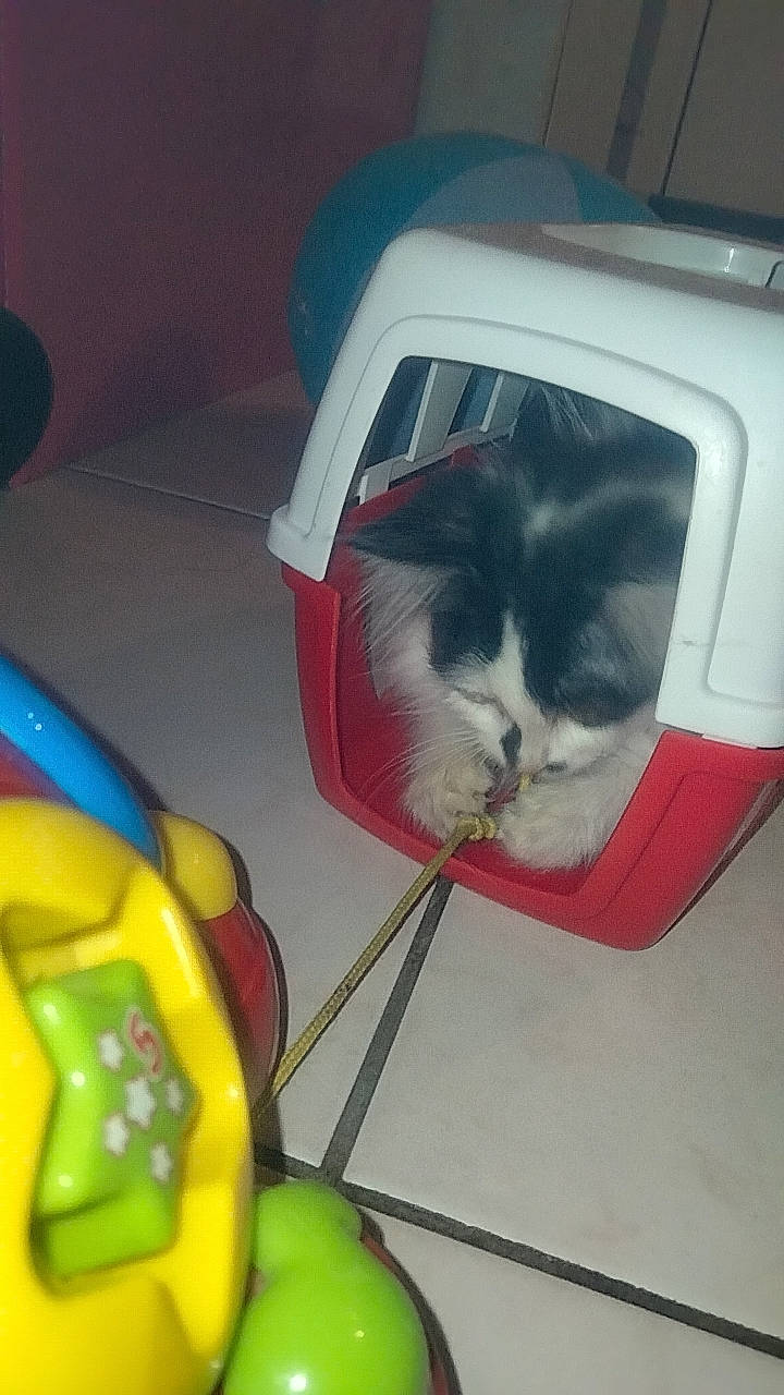 Luna participe au concours pour gagner de l'argent avec cette photo : box, cardboard, carnivore, cat, cat_supply, comfort, domestic_short_haired_cat, felidae, fur, room, small_to_medium_sized_cats, snout, tail, whiskers