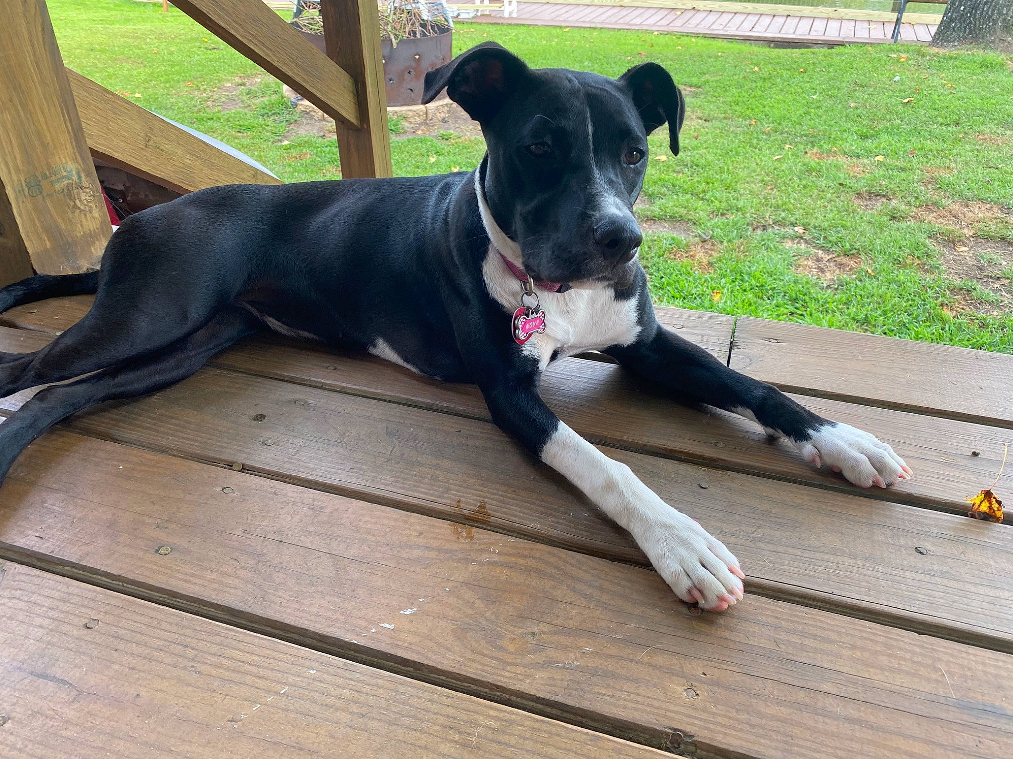 Nova joined the competition — help win amazing prizes! american_pit_bull_terrier, american_staffordshire_terrier, canidae, carnivore, companion_dog, dog, dog_breed, dog_collar, feist, great_dane, greyhound, guard_dog, mammal, non_sporting_group, plant, sporting_group, tail