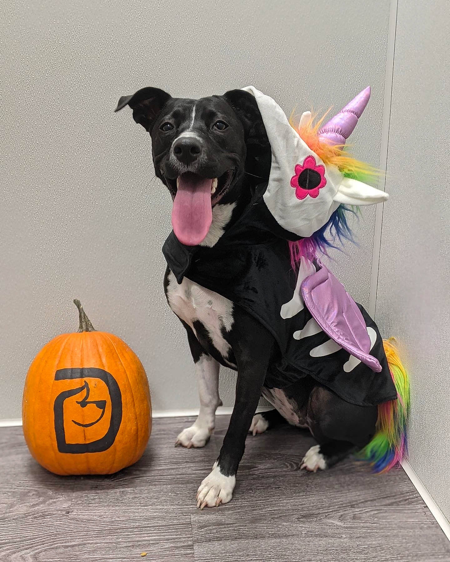 Nova joined the competition — help win amazing prizes! ball, calabaza, carnivore, companion_dog, cucurbita, dog, dog_breed, dog_clothes, dog_supply, fawn, gourd, grey, natural_foods, pumpkin, snout, sports_equipment, squash, toy, winter_squash, working_animal