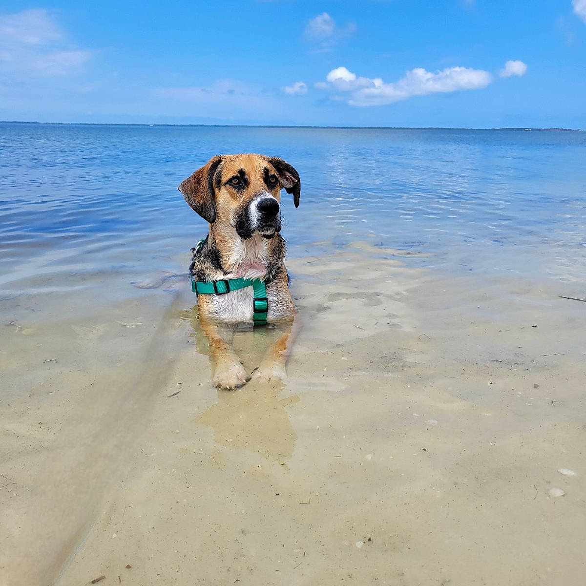 Daisie is registered to the contest to win money with this photo: beach, blue, carnivore, cloud, collar, companion_dog, dog, dog_breed, dog_collar, dog_supply, fawn, landscape, leash, ocean, sand, sky, sporting_group, water, wind_wave, working_animal
