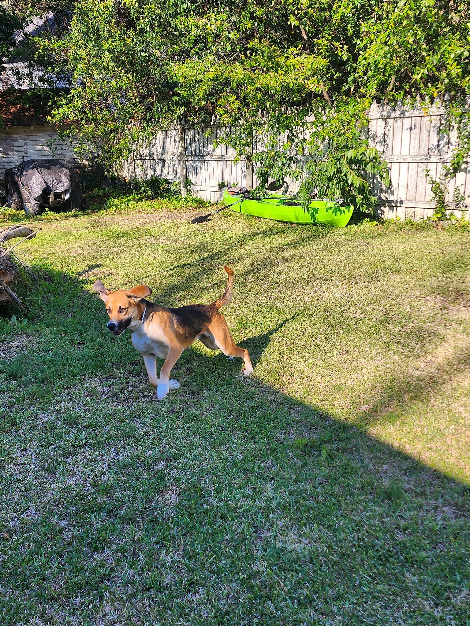 Daisie is registered to the contest to win money with this photo: carnivore, companion_dog, dog, dog_breed, fawn, garden, grass, grass_family, grassland, groundcover, herding_dog, landscape, landscaping, lawn, pasture, plant, shrub, slope, tail, tree