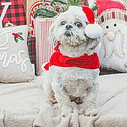 Brutus is registered to the contest to win money with this photo: dog, pet, christmas, holiday, santa_hat, red_clothing, blanket, decorations, pillows, festive, cute, fluffy, animal, indoors, seasonal, celebration, white_fur, small_dog, holiday_decor, cozy