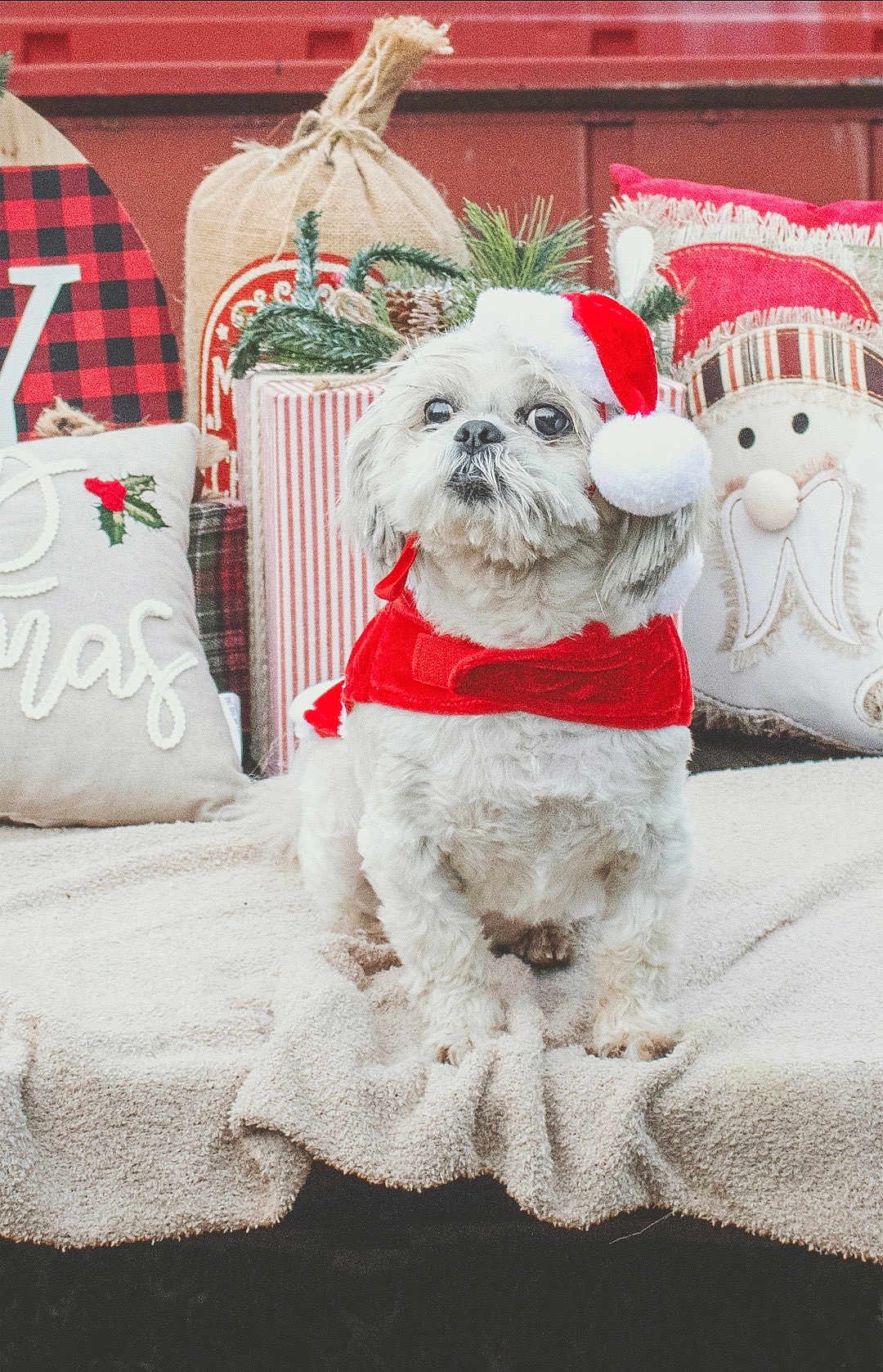 Brutus is registered to the contest to win money with this photo: dog, pet, christmas, holiday, santa_hat, red_clothing, blanket, decorations, pillows, festive, cute, fluffy, animal, indoors, seasonal, celebration, white_fur, small_dog, holiday_decor, cozy