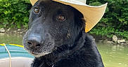 Jerry joined the competition — help win amazing prizes! dog, black_dog, cowboy_hat, outdoor, boat, water, river, nature, trees, forest, pet, collar, dog_tag, leash, portrait, close_up, wet_fur, animal, summer, adventure
