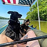 dogs, dog, boat, lake, water, outdoors, nature, trees, forest, sunny, sky, american_flag, canopy, camouflage_hat, life_on_water, pets, animal_portrait, black_dog, brown_dog, recreation