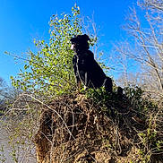 Jerry is registered to the contest to win money with this photo: dog, black_dog, pet, animal, sitting, outdoors, nature, riverbank, river, blue_sky, trees, shrubbery, vegetation, sunlight, tongue_out, collar, portrait, landscape, adventure, alert