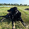 Jerry is registered to the contest to win money with this photo: dog, dogs, black_dog, park, grass, pond, lake, outdoors, landscape, sunny, summer, lying_down, sitting, open_mouth, tongue, collar, leash, water, trees, animal_portrait