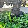 Jerry joined the competition — help win amazing prizes! dog, black_dog, pet, animal, outdoor, grass, clover, greenery, garden, lawn, vehicle, tire, parked_car, portrait, lying_down, close_up, natural_light, shallow_depth_of_field, camouflage, cute