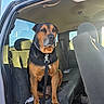 Bean joined the competition — help win amazing prizes! animal, black_and_tan, canine, car, collar, companion, dog, indoor, leash, mammal, messy, pet, portrait, resting, seat, seatbelt, sunlight, transportation, vehicle_interior, window