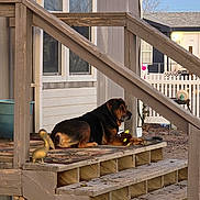 Bean is registered to the contest to win money with this photo: animal, backyard, daytime, decorative_bird, dog, fence, house, nature, outdoor, pet, plush_toy, porch, quiet, railing, relaxed, rustic, sunlight, window, wooden_stairs, yard