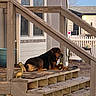 animal, backyard, daytime, decorative_bird, dog, fence, house, nature, outdoor, pet, plush_toy, porch, quiet, railing, relaxed, rustic, sunlight, window, wooden_stairs, yard