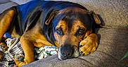 Bean is registered to the contest to win money with this photo: animal, blanket, brown_dog, canine, comfort, couch, cozy, dog, domestic_animal, furniture, home, indoor, leisure, paw, pet, plush_toy, portrait, relaxing, resting, stuffed_animal