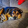 animal, blanket, brown_dog, canine, comfort, couch, cozy, dog, domestic_animal, furniture, home, indoor, leisure, paw, pet, plush_toy, portrait, relaxing, resting, stuffed_animal