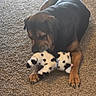 Bean is registered to the contest to win money with this photo: animal, black_and_brown_dog, carpet, companion, cozy, cute, dog, domestic_animal, ears, fur, indoor, lying_down, mammal, paws, pet, playful, relaxed, snout, stuffed_toy, toy