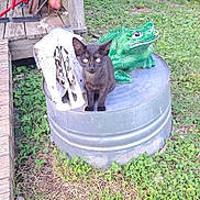 Little Bits is registered to the contest to win money with this photo: animal, animal_skull, background, black_cat, curious, daylight, garden, grass, green_frog_statue, kitten, mammal, metal_drum, nature, outdoor, pet, playful, sculpture, small_animal, wildlife, wooden_deck
