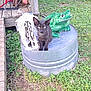 animal, animal_skull, background, black_cat, curious, daylight, garden, grass, green_frog_statue, kitten, mammal, metal_drum, nature, outdoor, pet, playful, sculpture, small_animal, wildlife, wooden_deck