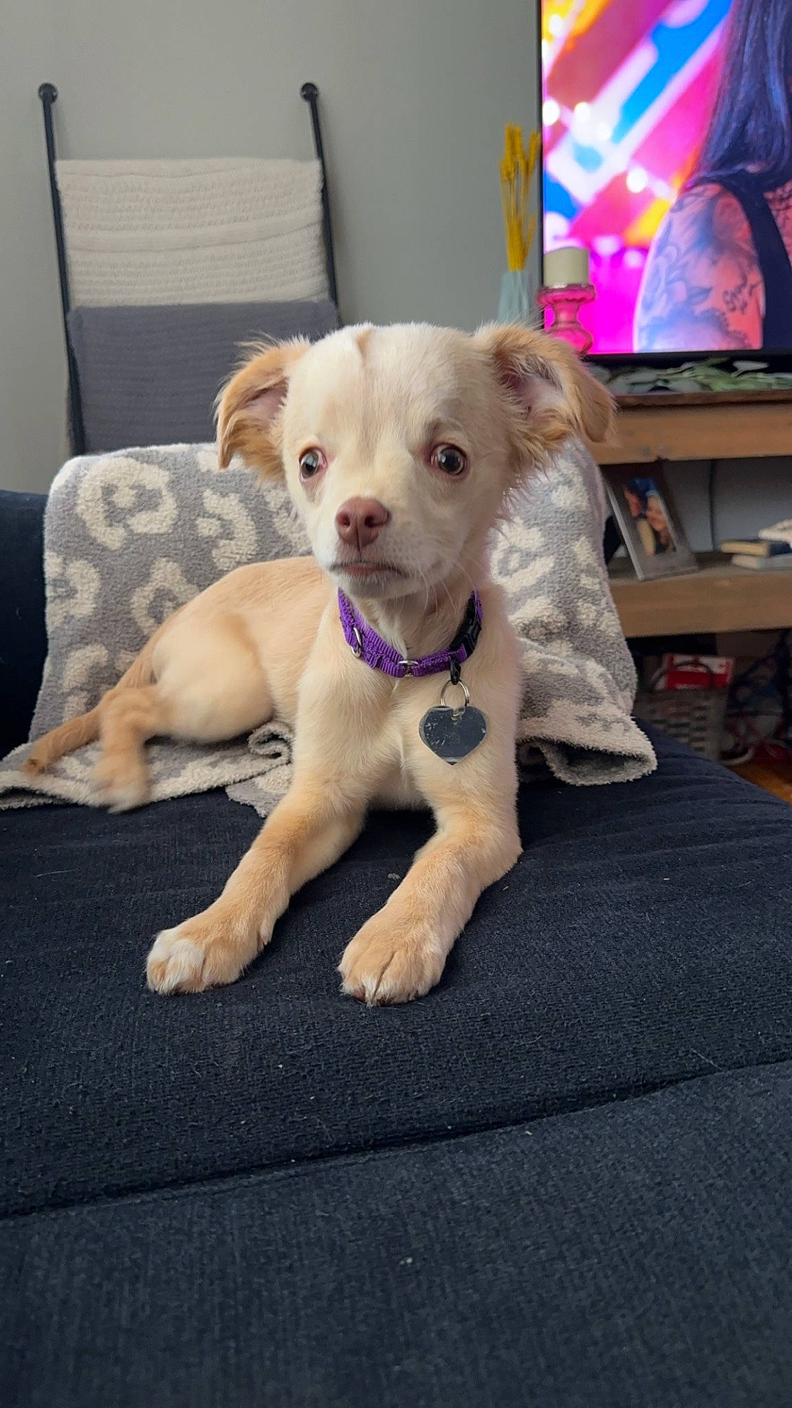 Scout joined the competition — help win amazing prizes! canidae, carnivore, collar, companion_dog, computer_monitor, dog, dog_breed, dog_supply, fawn, flooring, fur, paw, pet_supply, picture_frame, snout, sporting_group, tail, television, whiskers, working_animal