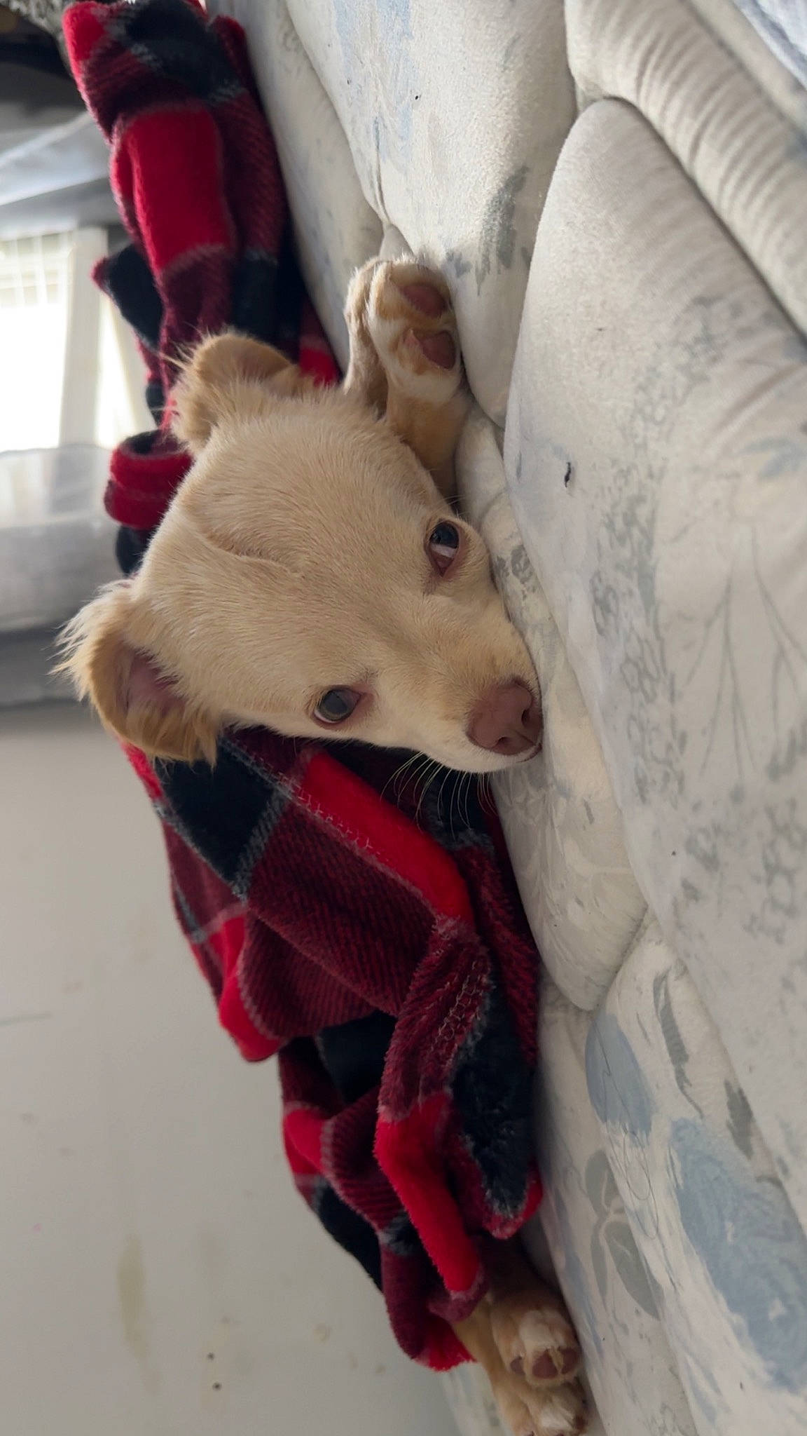 Scout joined the competition — help win amazing prizes! bedding, carmine, carnivore, comfort, companion_dog, couch, dog, dog_breed, fawn, felidae, fur, human_leg, linens, mammal, pattern, small_to_medium_sized_cats, snout, textile, toy_dog, whiskers