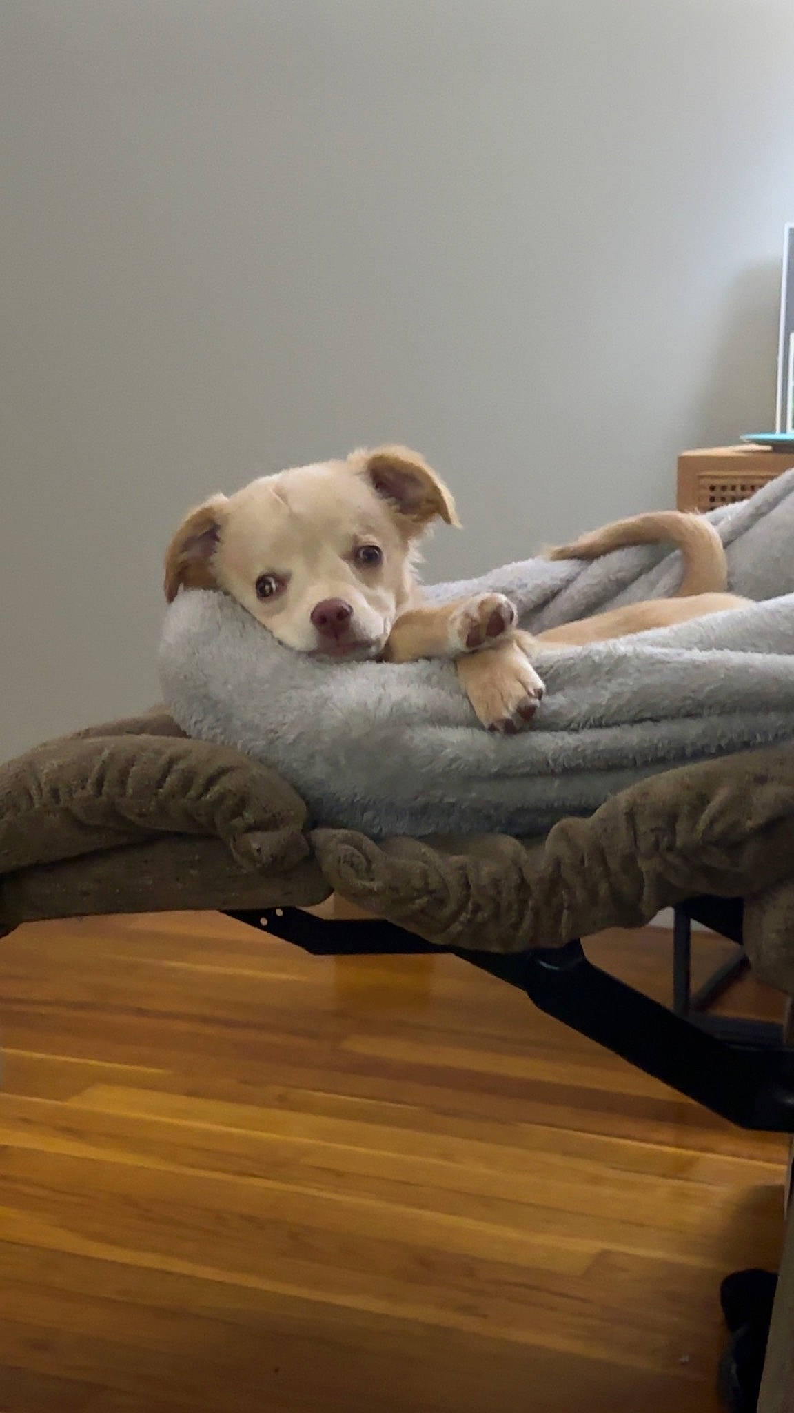 Scout joined the competition — help win amazing prizes! carnivore, chair, comfort, companion_dog, couch, dog, dog_breed, dog_supply, fawn, floor, flooring, furniture, hardwood, pet_supply, snout, sporting_group, tail, wood, wood_flooring, working_animal