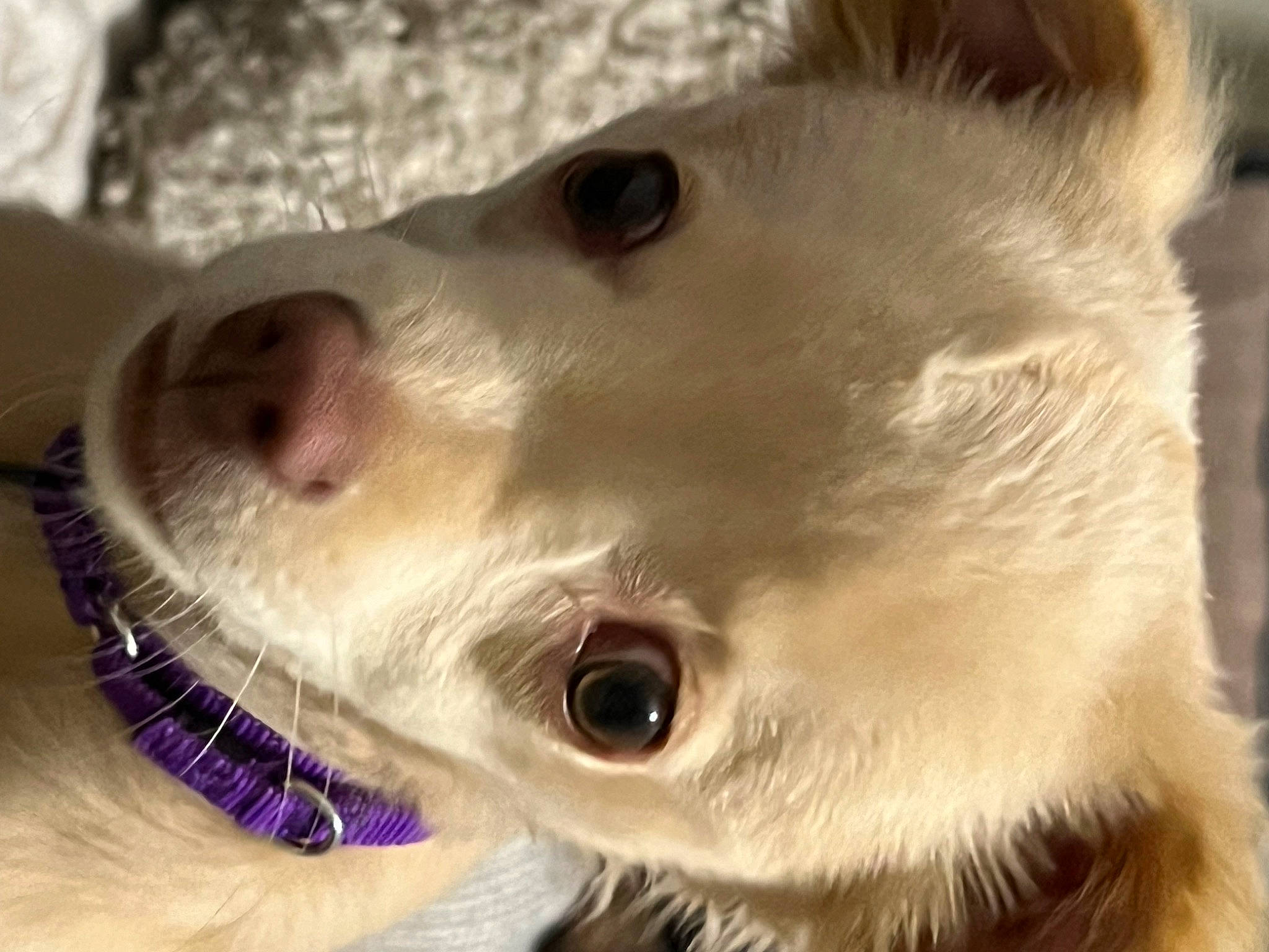 Scout joined the competition — help win amazing prizes! carnivore, close_up, collar, companion_dog, dog, dog_breed, ear, eyebrow, eyelash, fawn, felidae, iris, japanese_spitz, jaw, mammal, nose, small_to_medium_sized_cats, snout, vertebrate, whiskers