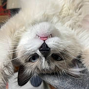 Smokey is registered to the contest to win money with this photo: cat, fluffy, upside_down, blue_eyes, whiskers, fangs, pink_tongue, nose, fur, close_up, pet, cute, animal, indoor, relaxed, soft_texture, portrait, face, resting