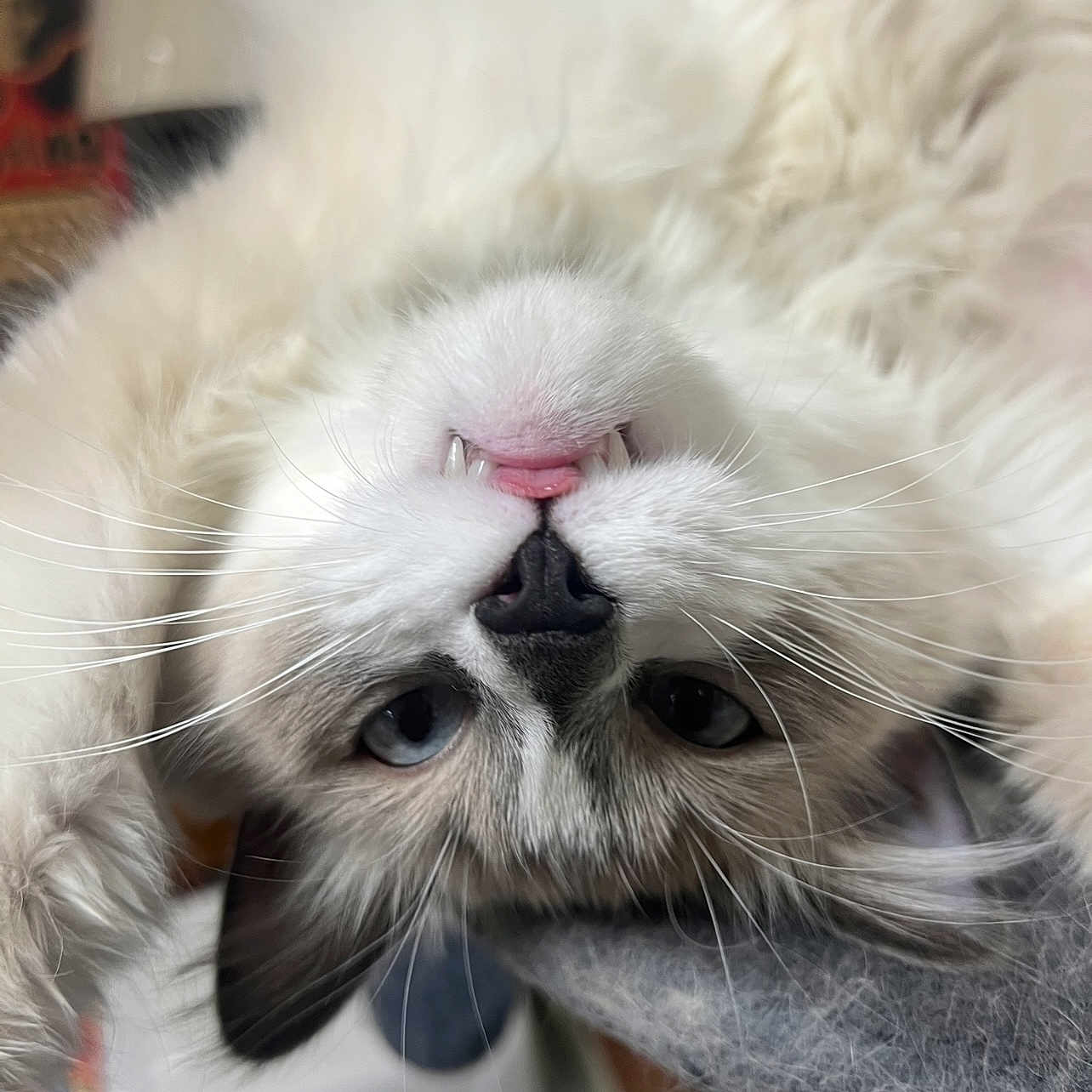Smokey is registered to the contest to win money with this photo: animal, blue_eyes, cat, close_up, cute, face, fangs, fluffy, fur, indoor, nose, pet, pink_tongue, portrait, relaxed, resting, soft_texture, upside_down, whiskers