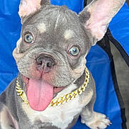 Coco is registered to the contest to win money with this photo: french_bulldog, puppy, dog, blue_chair, gold_chain, tongue_out, pet, cute, ears, sitting, canine, animal, domestic_animal, portrait, young_dog, happy, looking_up, indoor, close_up, friendly