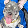 french_bulldog, puppy, dog, blue_chair, gold_chain, tongue_out, pet, cute, ears, sitting, canine, animal, domestic_animal, portrait, young_dog, happy, looking_up, indoor, close_up, friendly