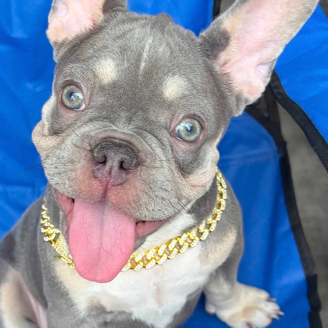 Coco is registered to the contest to win money with this photo: french_bulldog, puppy, dog, blue_chair, gold_chain, tongue_out, pet, cute, ears, sitting, canine, animal, domestic_animal, portrait, young_dog, happy, looking_up, indoor, close_up, friendly