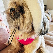 Chloe is registered to the contest to win money with this photo: dog, pet, fluffy, hat, pink_outfit, indoor, couch, pillow, cute, small_dog, fur, animal, cozy, seated, domestic_animal, companion, living_room, looking_away, soft_texture, adorable