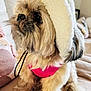dog, pet, fluffy, hat, pink_outfit, indoor, couch, pillow, cute, small_dog, fur, animal, cozy, seated, domestic_animal, companion, living_room, looking_away, soft_texture, adorable