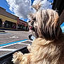 Chloe is registered to the contest to win money with this photo: dog, fluffy, car, window, tongue_out, daylight, sky, clouds, parking_lot, shopping_plaza, handicap_parking, fur, side_view, outdoor, pet, animal, happy, leisure, sunny, vehicle