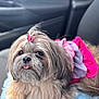 Chloe joined the competition — help win amazing prizes! dog, shih_tzu, pet, cute, fluffy, hair_clip, pink, dress, blue_blanket, car_interior, tongue_out, animal, companion, fur, small_dog, adorable, resting, indoors, close_up, portrait