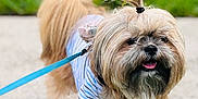 Chloe is registered to the contest to win money with this photo: dog, small_dog, fluffy, leash, sidewalk, grass, outdoor, pet, canine, tongue_out, walking, cute, animal, fur, top_knot, shirt, happy, friendly, closeup, nature
