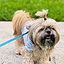 dog, small_dog, fluffy, leash, sidewalk, grass, outdoor, pet, canine, tongue_out, walking, cute, animal, fur, top_knot, shirt, happy, friendly, closeup, nature