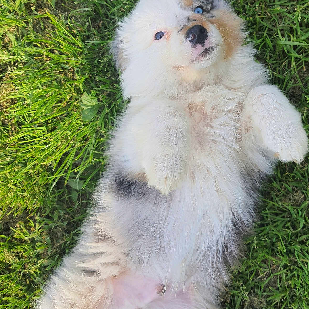 Aiko a rejoint le concours — aidez-le/la à gagner de superbes lots ! animal, ball, canine, dog, eskimodog, football, grass, green, herbal, herbs, lawn, outdoors, pet, plant, puppy, soccer, soccerball, sport, vegetation, whitedog