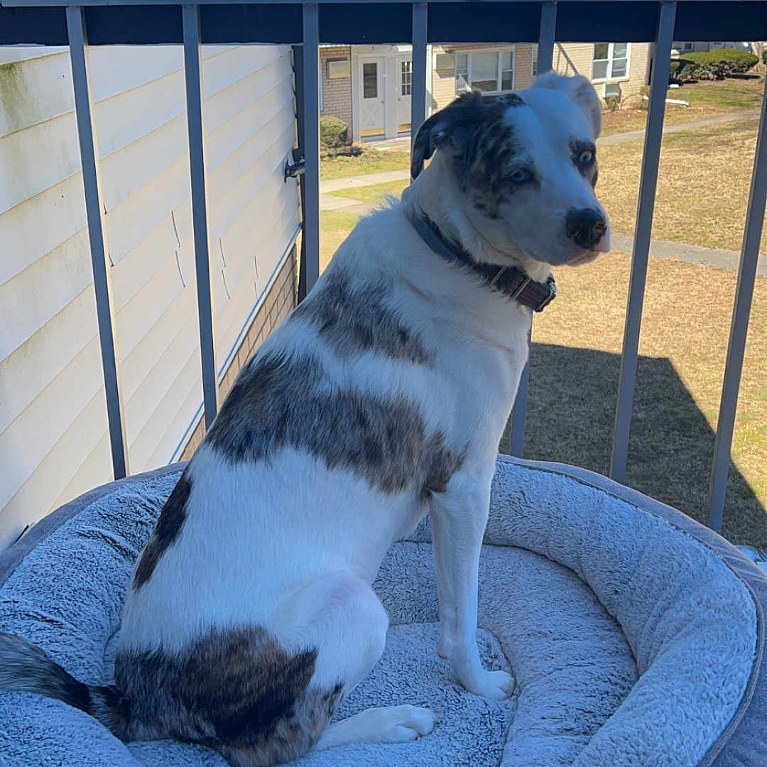 Griffin joined the competition — help win amazing prizes! animal, architecture, balcony, building, canine, couch, cushion, deck, dog, dogbed, furniture, homedecor, house, housing, husky, patio, pet, porch, puppy, summer
