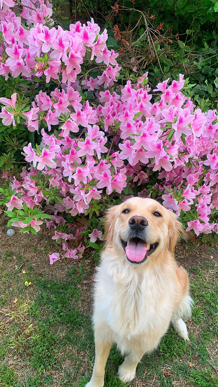 Sadie is registered to the contest to win money with this photo: annual_plant, canidae, carnivore, companion_dog, dog, dog_breed, fang, fawn, flower, flowering_plant, garden, grass, groundcover, magenta, petal, plant, shrub, sporting_group, tree, working_dog
