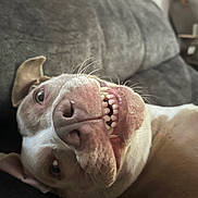 Honey joined the competition — help win amazing prizes! dog, pet, smiling, teeth, close_up, canine, indoor, couch, fur, nose, ears, animal, lying_down, funny, expression, whiskers, domestic_animal, relaxed, face, muzzle