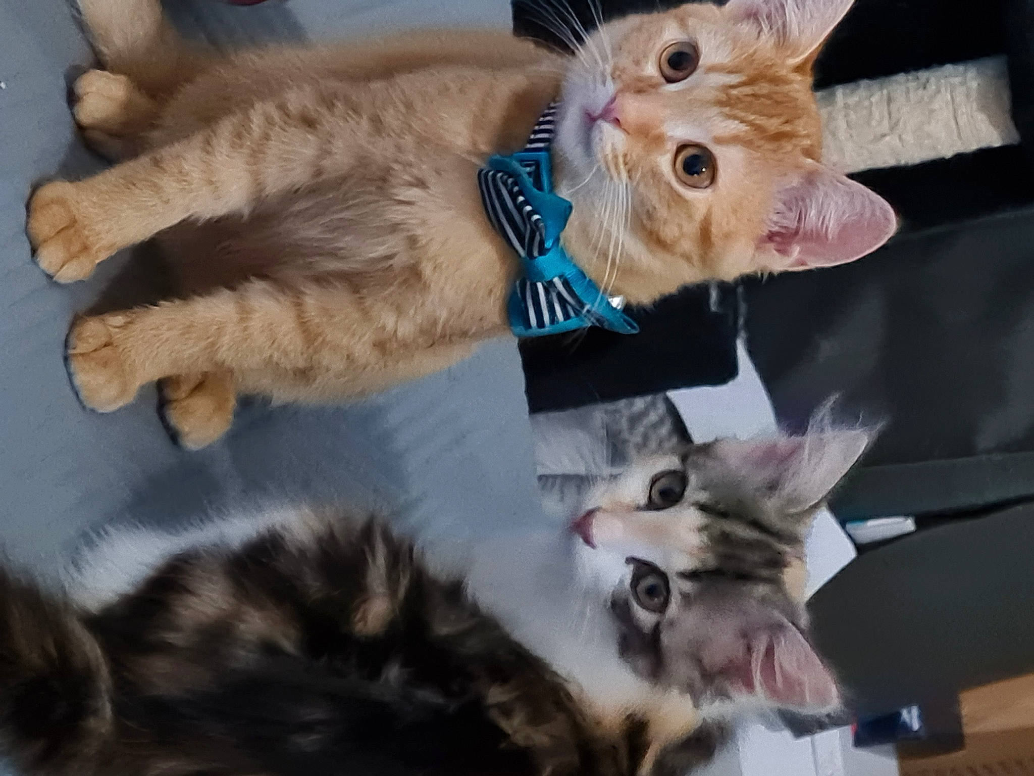 Omer a rejoint le concours — aidez-le/la à gagner de superbes lots ! carnivore, cat, claw, collar, domestic_short_haired_cat, ear, fashion_accessory, fawn, felidae, fur, gesture, mammal, paw, photo_caption, small_to_medium_sized_cats, snout, tail, vertebrate, whiskers