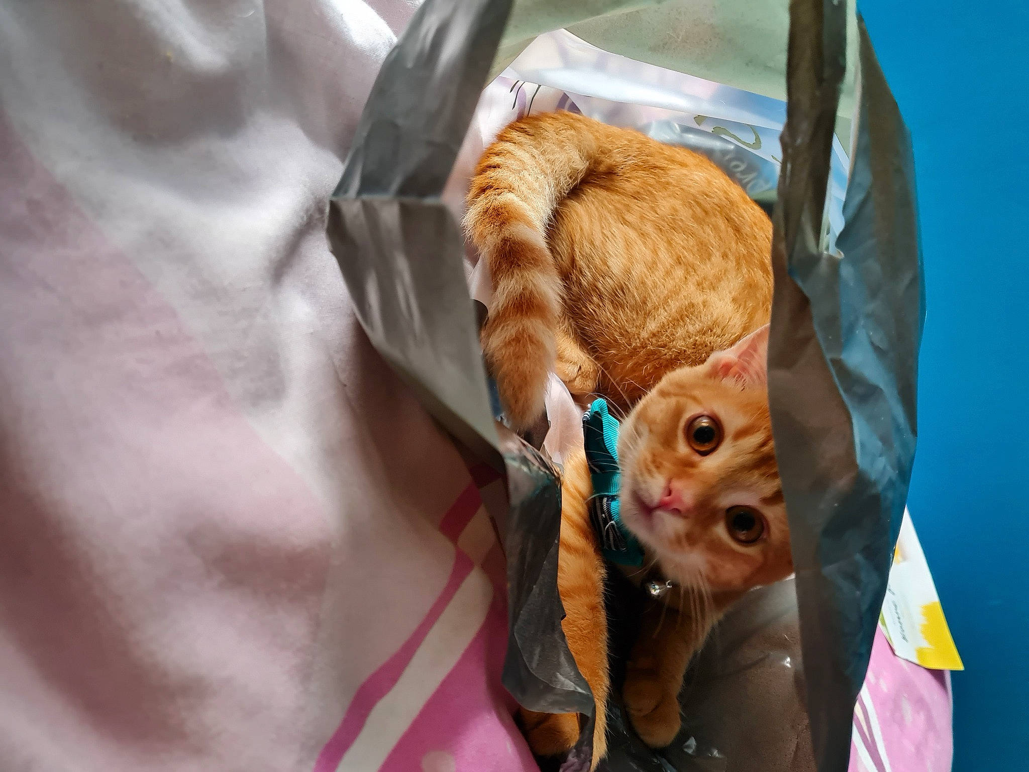 Omer participe au concours pour gagner de l'argent avec cette photo : child, doll, event, eye, eyelash, eyewear, fawn, feather, felidae, festival, fur, hair_coloring, head, linens, plush, small_to_medium_sized_cats, stuffed_toy, toy, visual_arts, whiskers