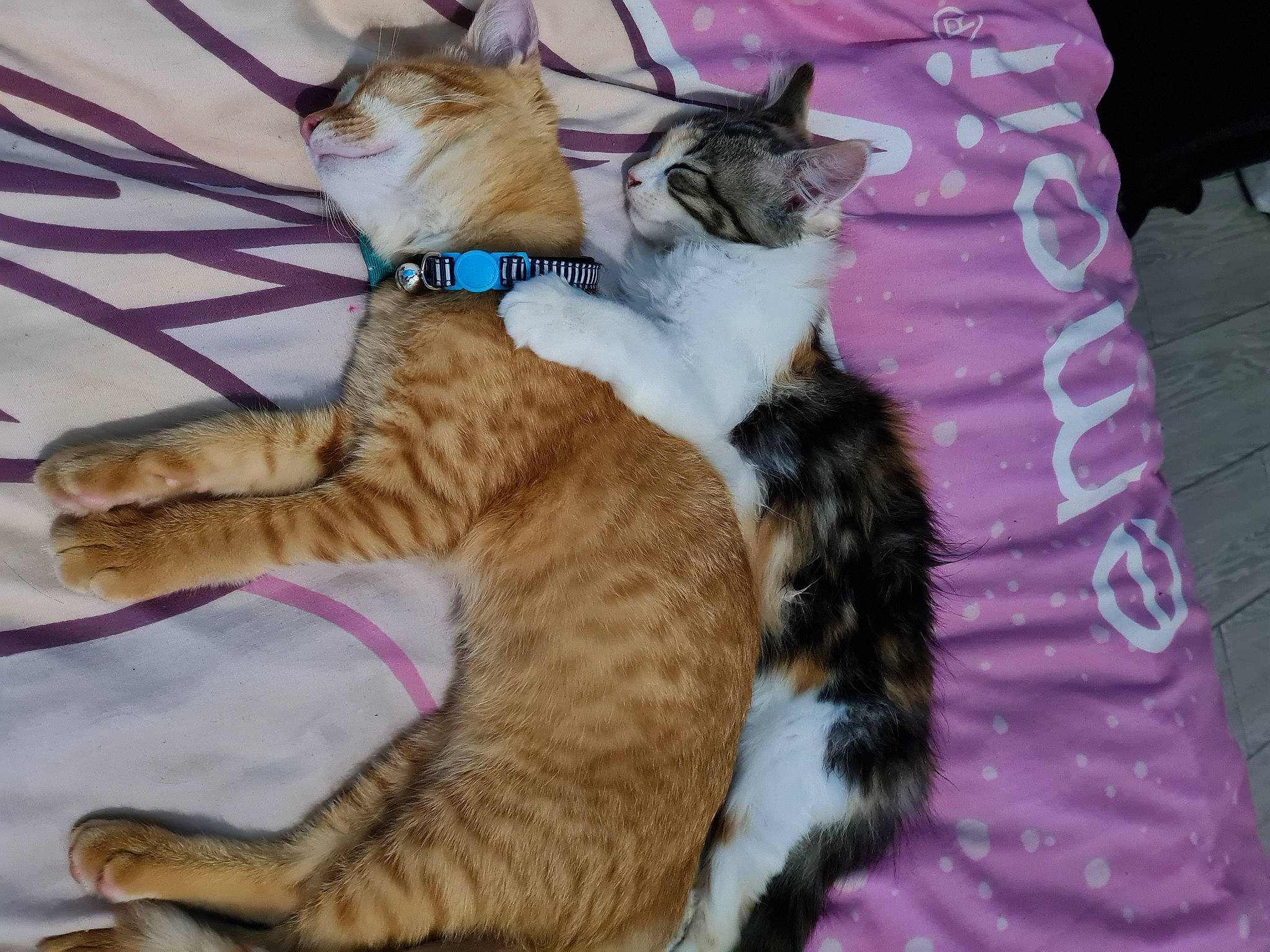 Omer a rejoint le concours — aidez-le/la à gagner de superbes lots ! carnivore, cat, claw, comfort, domestic_short_haired_cat, fawn, felidae, fur, lap, nap, paw, pink, sitting, small_to_medium_sized_cats, snout, tail, whiskers