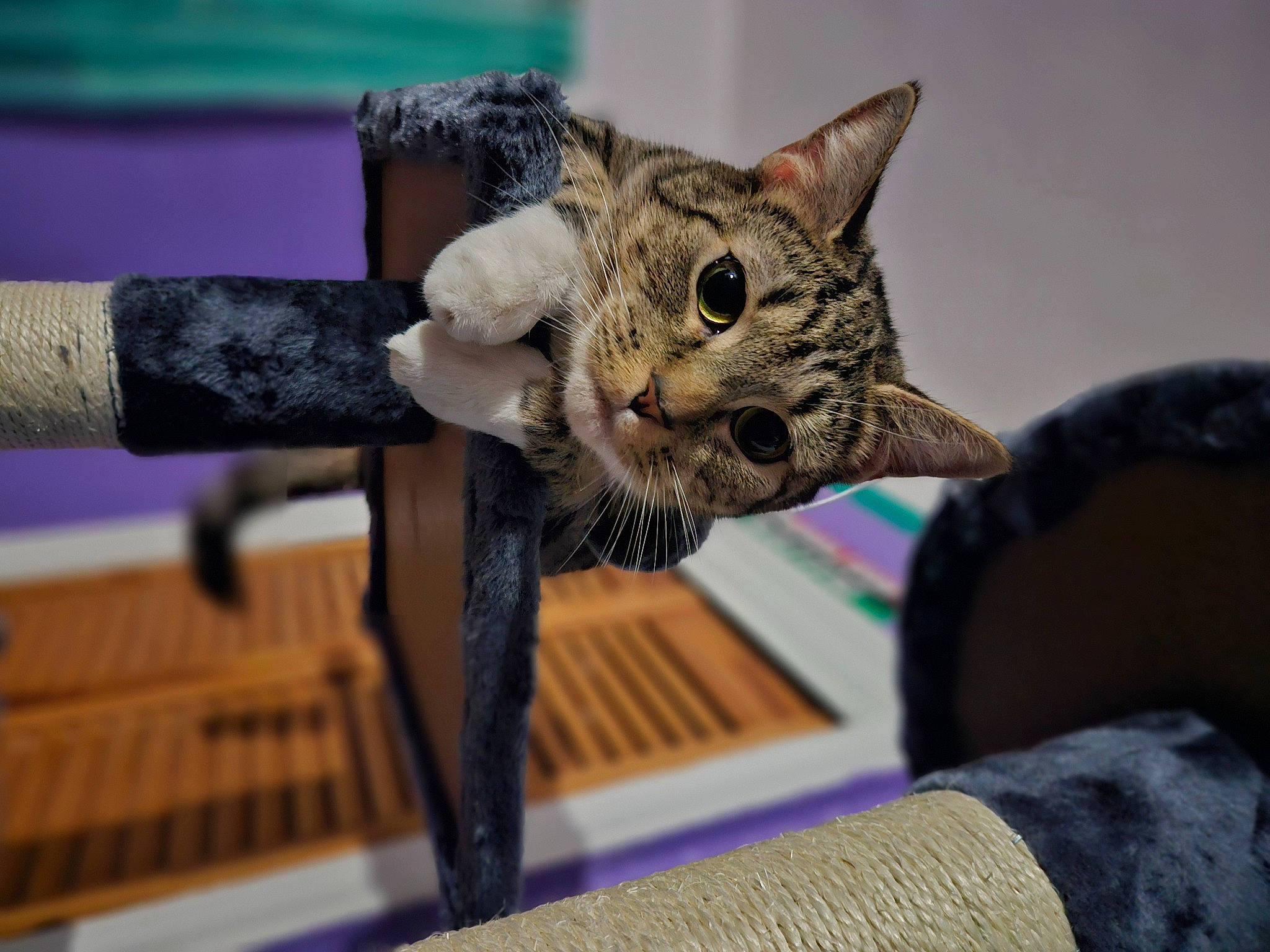 Sabrina is registered to the contest to win money with this photo: art, carnivore, cat, claw, comfort, domestic_short_haired_cat, felidae, fur, paw, small_to_medium_sized_cats, snout, tail, terrestrial_animal, thread, whiskers, wildlife, wood, wool, woolen