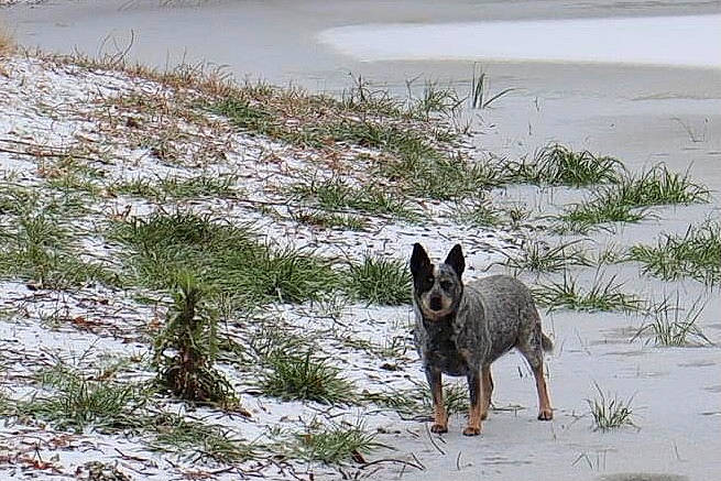 Chevy joined the competition — help win amazing prizes! australian_cattle_dog, carnivore, dog, dog_breed, freezing, grass, guard_dog, herding_dog, landscape, plant, snow, sporting_group, street_dog, tail, terrestrial_animal, terrier, water, wildlife, winter, working_animal