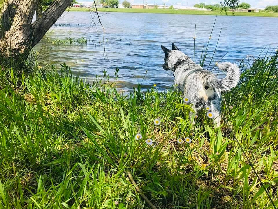 Chevy joined the competition — help win amazing prizes! bank, carnivore, cloud, companion_dog, dog, dog_breed, fawn, grass, grass_family, grassland, lacustrine_plain, lake, natural_landscape, plant, reservoir, sky, tail, tree, water, working_animal