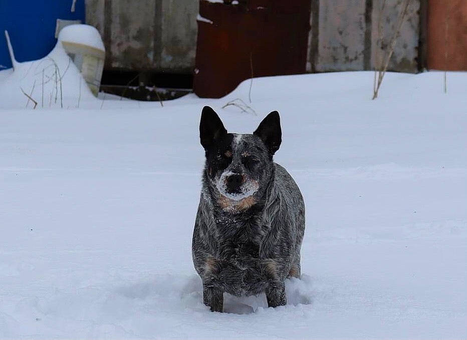 Chevy joined the competition — help win amazing prizes! australian_stumpy_tail_cattle_dog, automotive_tire, canidae, carnivore, dog, dog_breed, freezing, fur, guard_dog, herding_dog, non_sporting_group, precipitation, snout, snow, sporting_group, terrestrial_animal, wildlife, winter, working_animal, working_dog